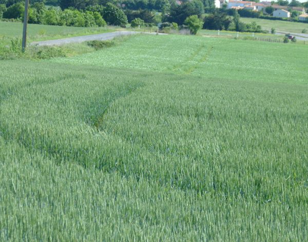 Champs de blé en herbe aux portes de Marsilly (17)
