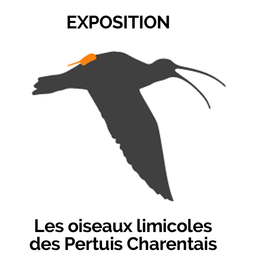 Exposition - Les oiseaux limicoles des pertuis charentais 2