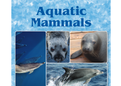 Aquatic Mammals 1